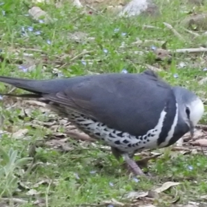 Leucosarcia melanoleuca at Burrinjuck, NSW - 25 Sep 2016 11:43 AM