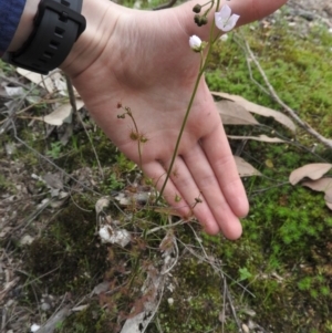 Drosera auriculata at Burrinjuck, NSW - 25 Sep 2016