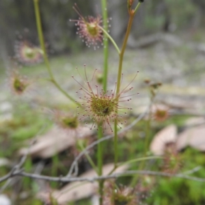 Drosera auriculata at Burrinjuck, NSW - 25 Sep 2016