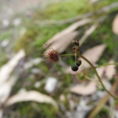 Drosera auriculata at Burrinjuck, NSW - 25 Sep 2016