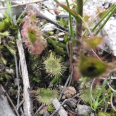 Drosera auriculata at Burrinjuck, NSW - 25 Sep 2016