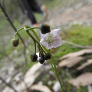 Drosera auriculata at Burrinjuck, NSW - 25 Sep 2016