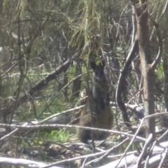 Wallabia bicolor (Swamp Wallaby) at Red Hill, ACT - 15 Oct 2016 by Ratcliffe