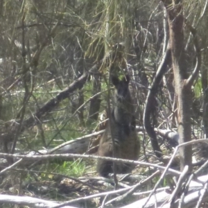 Wallabia bicolor at Red Hill, ACT - 15 Oct 2016 08:57 AM