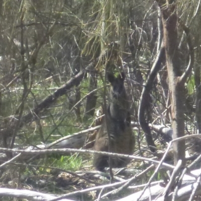 Wallabia bicolor (Swamp Wallaby) at Red Hill, ACT - 15 Oct 2016 by Ratcliffe