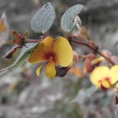 Platylobium (genus) (Flat Pea) at Burrinjuck, NSW - 25 Sep 2016 by ArcherCallaway