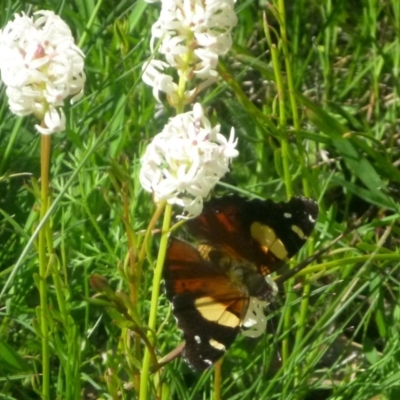 Vanessa itea (Yellow Admiral) at Acton, ACT - 15 Oct 2016 by Ratcliffe