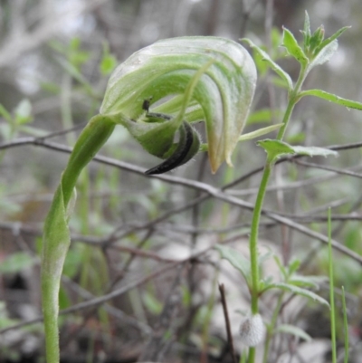 Pterostylis nutans (Nodding Greenhood) at Burrinjuck, NSW - 25 Sep 2016 by ArcherCallaway