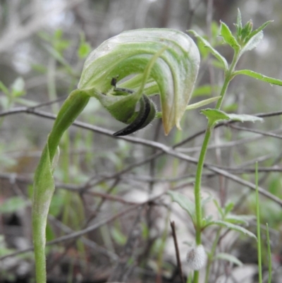 Pterostylis nutans (Nodding Greenhood) at Burrinjuck, NSW - 25 Sep 2016 by RyuCallaway