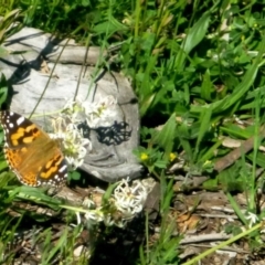 Vanessa kershawi (Australian Painted Lady) at Red Hill Nature Reserve - 14 Oct 2016 by Ratcliffe