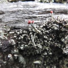 Cladonia sp. (genus) (Cup Lichen) at Burrinjuck, NSW - 25 Sep 2016 by ArcherCallaway