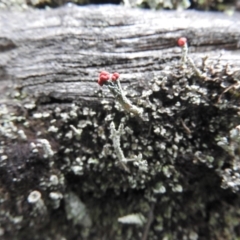 Cladonia sp. (genus) (Cup Lichen) at Burrinjuck, NSW - 25 Sep 2016 by RyuCallaway