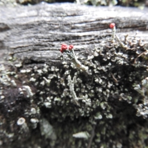 Cladonia sp. (genus) at Burrinjuck, NSW - 25 Sep 2016