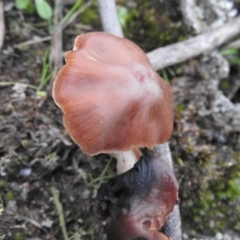 zz agaric (stem; gills not white/cream) at Burrinjuck, NSW - 25 Sep 2016 by ArcherCallaway