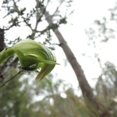 Pterostylis nutans (Nodding Greenhood) at Burrinjuck, NSW - 25 Sep 2016 by ArcherCallaway