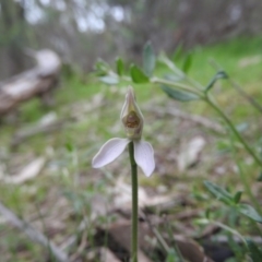 Caladenia carnea (Pink Fingers) at Burrinjuck, NSW - 25 Sep 2016 by ArcherCallaway