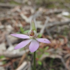 Caladenia carnea (Pink Fingers) at Burrinjuck, NSW - 25 Sep 2016 by ArcherCallaway