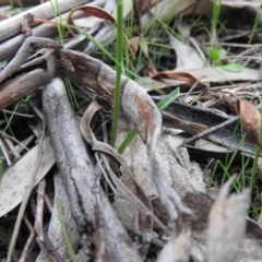 Caladenia carnea at Burrinjuck, NSW - suppressed