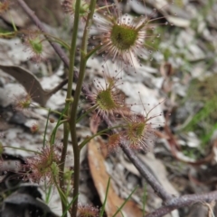 Drosera auriculata (Tall Sundew) at Burrinjuck, NSW - 25 Sep 2016 by RyuCallaway