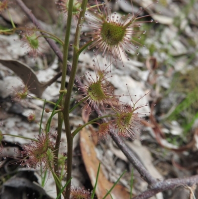 Drosera auriculata (Tall Sundew) at Burrinjuck, NSW - 25 Sep 2016 by ArcherCallaway