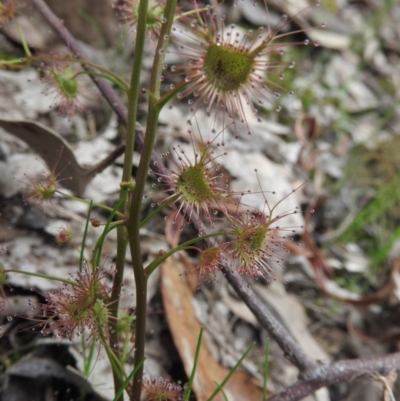 Drosera auriculata (Tall Sundew) at Burrinjuck, NSW - 25 Sep 2016 by RyuCallaway