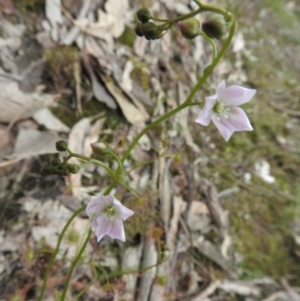 Drosera auriculata at Burrinjuck, NSW - 25 Sep 2016