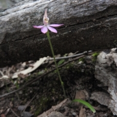 Caladenia carnea (Pink Fingers) at Burrinjuck, NSW - 25 Sep 2016 by RyuCallaway