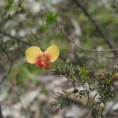 Dillwynia sp. at Burrinjuck, NSW - 25 Sep 2016 by ArcherCallaway
