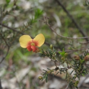 Dillwynia sp. at Burrinjuck, NSW - 25 Sep 2016