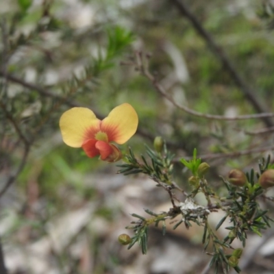 Dillwynia sp. at Burrinjuck, NSW - 25 Sep 2016 by ArcherCallaway