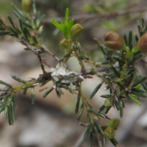 Dillwynia sp. at Burrinjuck, NSW - 25 Sep 2016