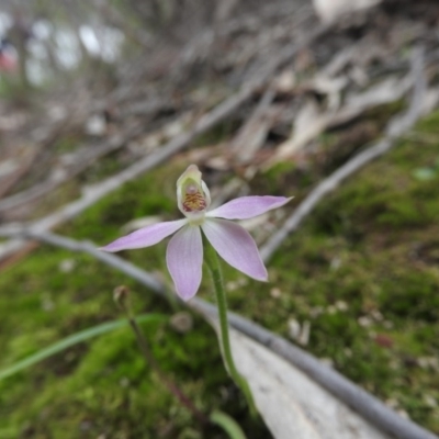 Caladenia carnea (Pink Fingers) at Burrinjuck, NSW - 25 Sep 2016 by RyuCallaway