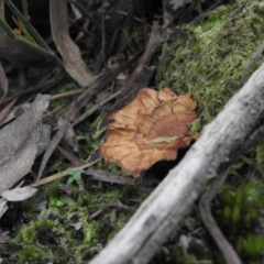 Unidentified at Burrinjuck, NSW - 25 Sep 2016 by ArcherCallaway