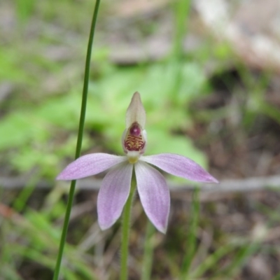 Caladenia carnea (Pink Fingers) at Burrinjuck, NSW - 25 Sep 2016 by ArcherCallaway