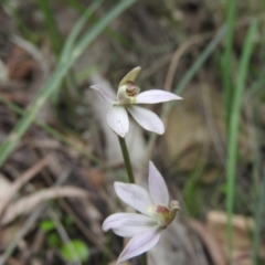 Caladenia carnea (Pink Fingers) at Burrinjuck, NSW - 25 Sep 2016 by RyuCallaway