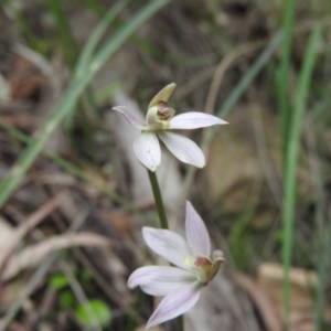 Caladenia carnea at Burrinjuck, NSW - suppressed