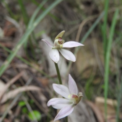 Caladenia carnea (Pink Fingers) at Burrinjuck, NSW - 25 Sep 2016 by ArcherCallaway