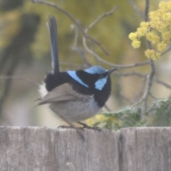 Malurus cyaneus (Superb Fairywren) at Ngunnawal, ACT - 13 Sep 2016 by GeoffRobertson