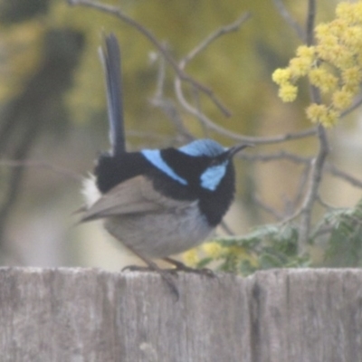 Malurus cyaneus (Superb Fairywren) at Ngunnawal, ACT - 14 Sep 2016 by GeoffRobertson