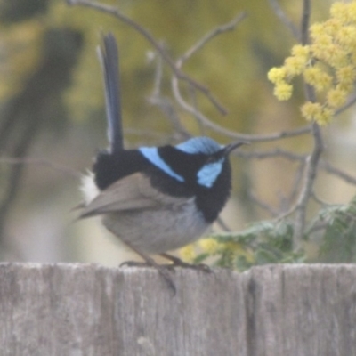 Malurus cyaneus (Superb Fairywren) at Ngunnawal, ACT - 13 Sep 2016 by GeoffRobertson