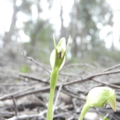 Pterostylis nutans (Nodding Greenhood) at Burrinjuck, NSW - 25 Sep 2016 by ArcherCallaway
