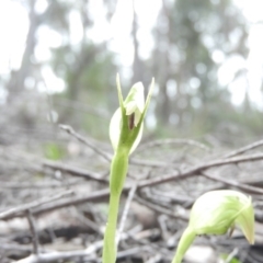 Pterostylis nutans (Nodding Greenhood) at Burrinjuck, NSW - 25 Sep 2016 by RyuCallaway