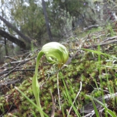 Pterostylis nutans (Nodding Greenhood) at Burrinjuck, NSW - 25 Sep 2016 by RyuCallaway