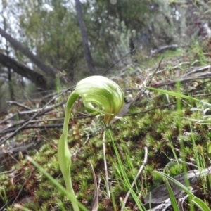 Pterostylis nutans at Burrinjuck, NSW - 25 Sep 2016