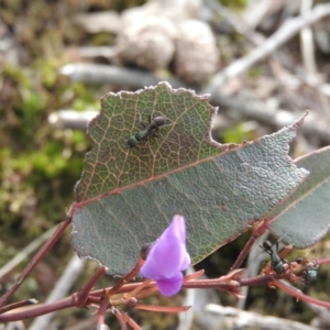 Rhytidoponera metallica at Burrinjuck, NSW - 25 Sep 2016 01:10 PM