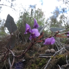 Hardenbergia violacea (False Sarsaparilla) at Burrinjuck, NSW - 25 Sep 2016 by ArcherCallaway