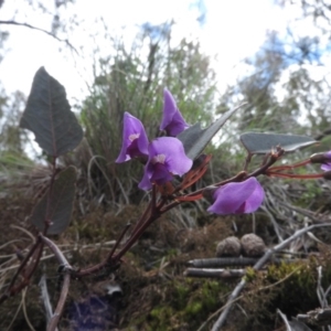 Hardenbergia violacea at Burrinjuck, NSW - 25 Sep 2016 01:11 PM