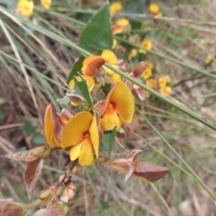 Platylobium montanum subsp. montanum (Mountain Flat Pea) at Burrinjuck, NSW - 25 Sep 2016 by ArcherCallaway