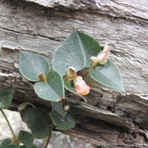 Platylobium montanum subsp. montanum at Burrinjuck, NSW - 25 Sep 2016