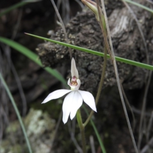 Caladenia carnea at Burrinjuck, NSW - suppressed